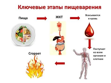 Вода во время еды: влияние на пищеварение и здоровье