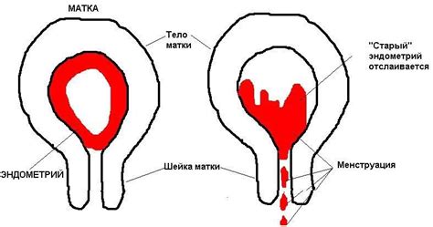 Возвращение кровяной системы в норму после родов