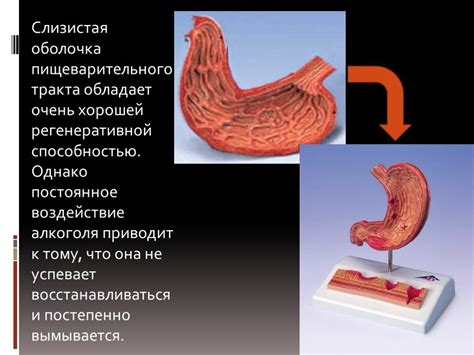 Воздействие баранины на желудок