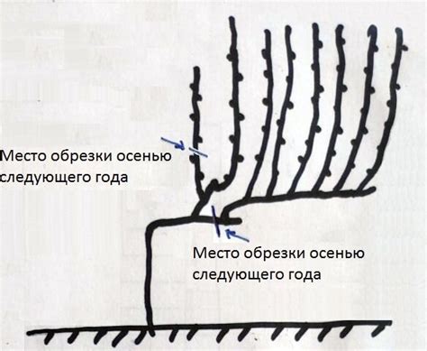 Воздействие на плодовую систему