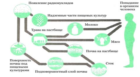 Воздействие физиологических механизмов