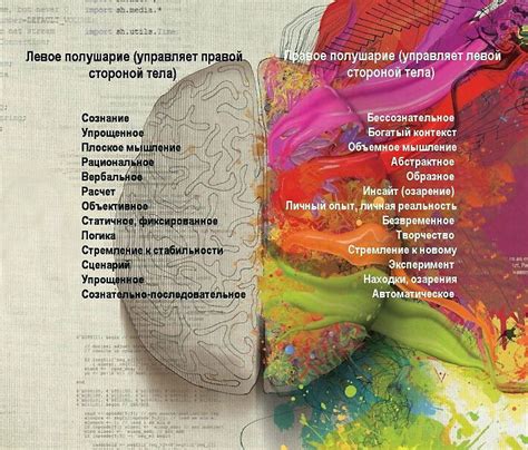 Возможности развитого левого полушария