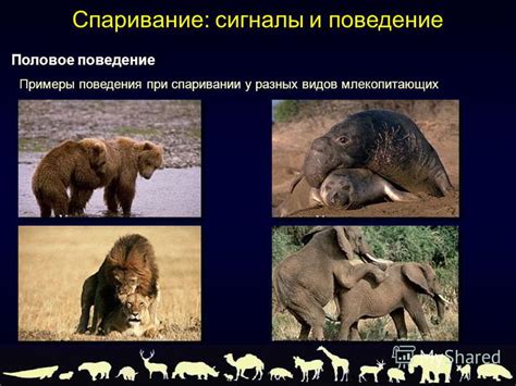 Возможность сосуществования двух разных видов животных