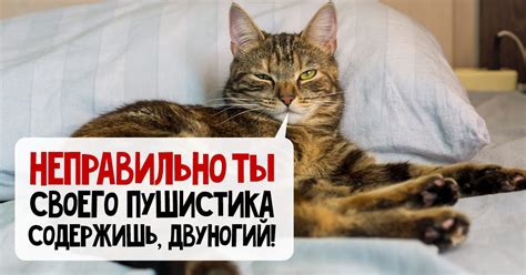 Возможные ошибки владельцев, приводящие к потере кошек