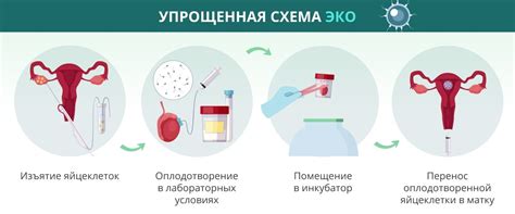 Возможные сценарии развития родов