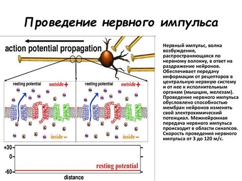 Возникновение электрических импульсов в организме человека