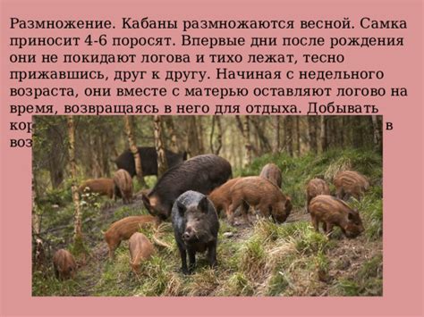 Возраст, когда кабаны начинают размножаться