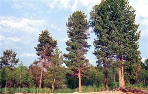 Возраст, необходимый для плодоношения кедра