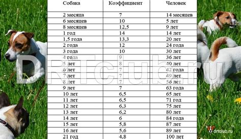 Возраст и физические возможности щенка