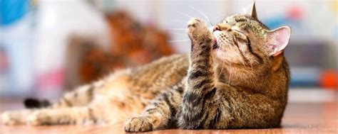 Возраст котят и подходящий корм: важные аспекты