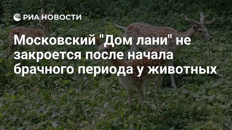 Возраст начала брачного периода у кроликов