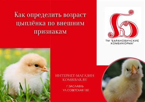 Возраст цыплят