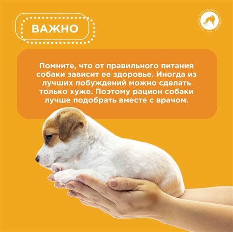 Вопросы, связанные с кормлением до прогулки