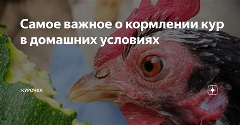 Вопросы и ответы о кормлении кур грибами маслятами