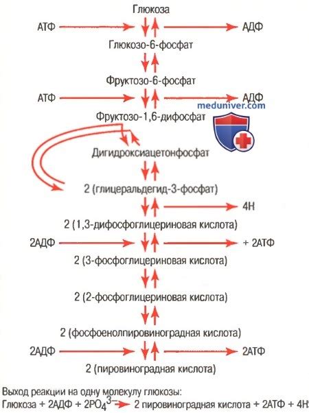Восполнение энергии и гликогена