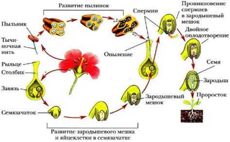 Восхитительное развитие цветка