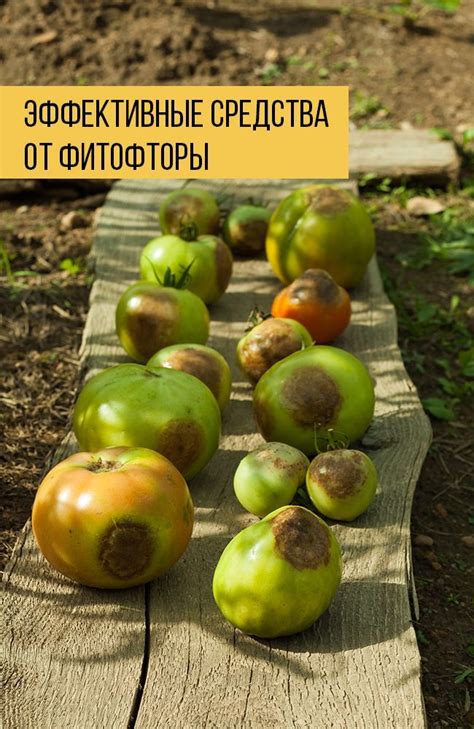 Вредительство фитофторы на помидорах