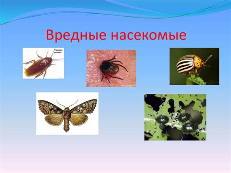 Вредные насекомые, которых можно избежать обработкой деревьев