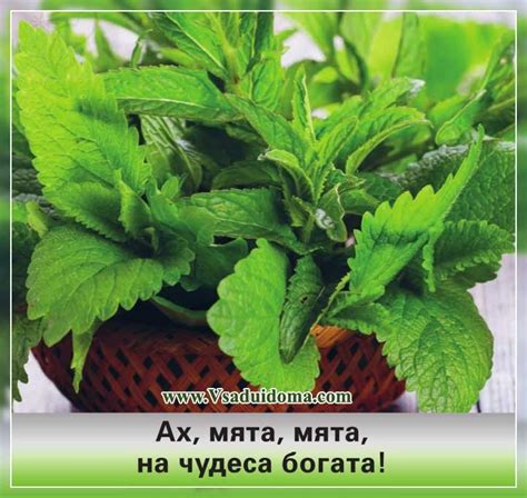 Вред сырой мяты