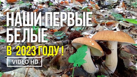 Время года и рост лисичек