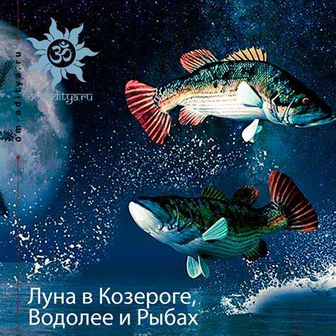 Время года и сольные проекты в Рыбах