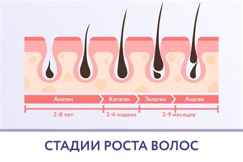 Время до появления новых волос