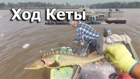 Время и место нереста кеты на реке Амур