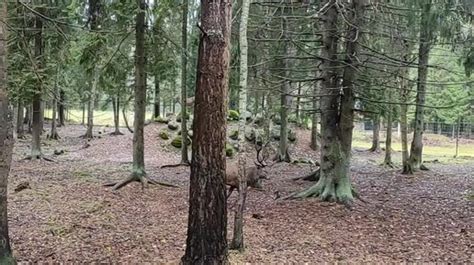 Время начала брачного периода