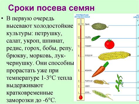 Время посева и условия для роста