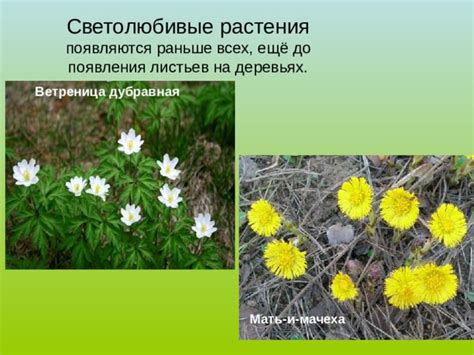 Время появления листьев на деревьях в Анапе