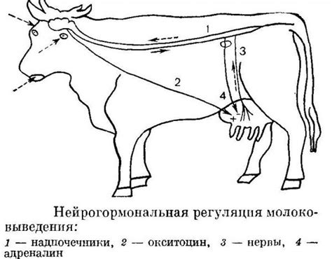 Время появления молока в вымени у первотелки