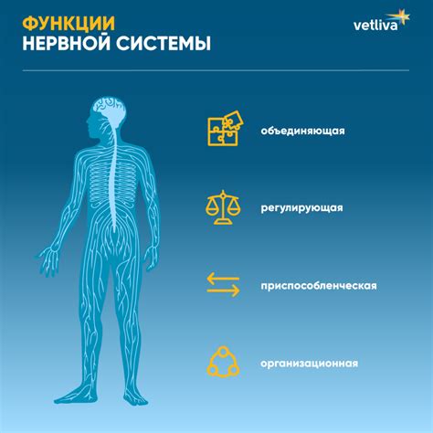 Вспомогательное лечение болезней нервной системы