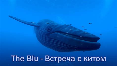 Встреча с китом волком