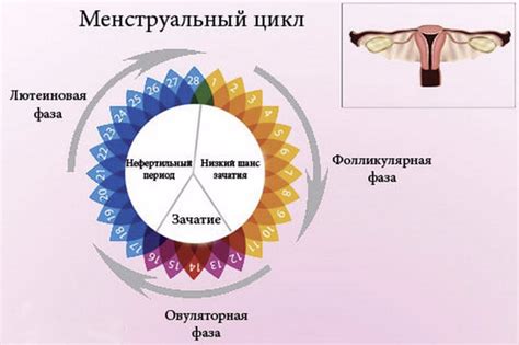 Вторая фаза цикла: овуляторная