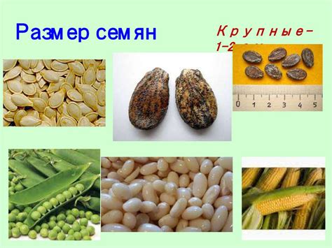 Выбираем время для посева семян морозника