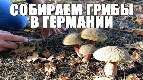 Выбирайте правильное место для сбора грибов