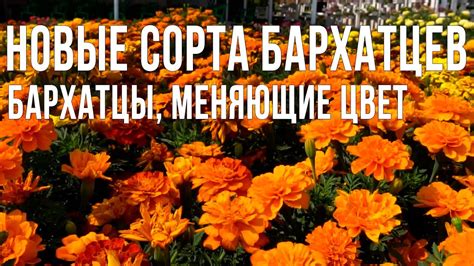 Выбор бархатцев для укрытия роз