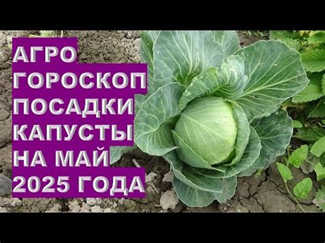 Выбор времени для посева