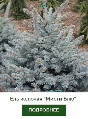 Выбор декоративной ели для участка