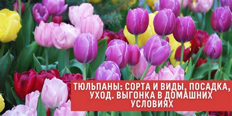 Выбор и подготовка сорта
