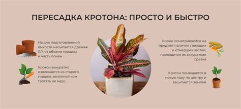 Выбор места для кротона