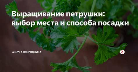 Выбор места для посадки петрушки