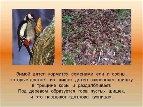 Выбор места зимовки
