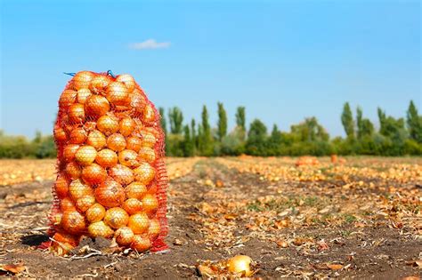 Выбор подвала для хранения лука