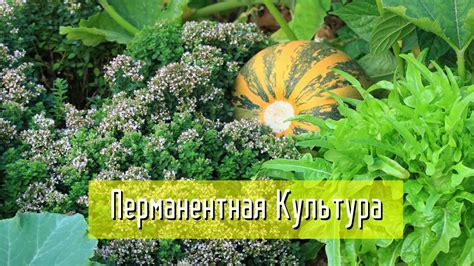 Выбор подходящего места для посадки укропа