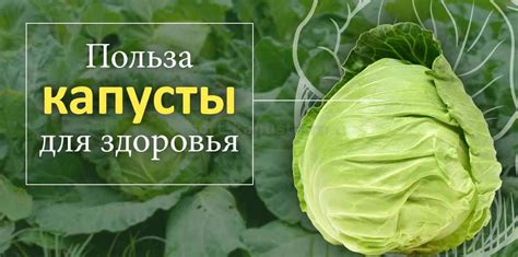 Выбор подходящего сорта капусты: