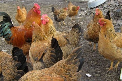 Выбор породы годовалых кур несушек