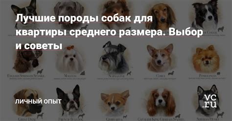 Выбор породы и размера