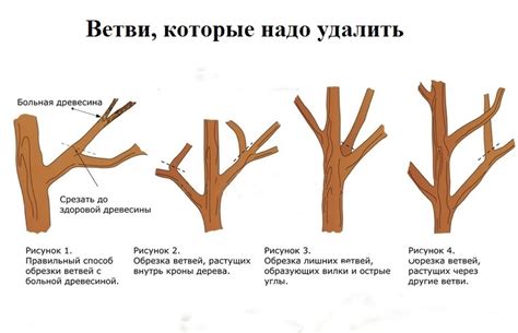 Выбор правильного времени для обрезки