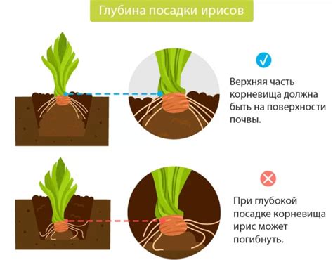 Выбор правильного времени для пересадки мака